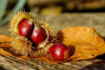 Sagra d&#39;Autunno del 12 ottobre 2025 - disponibile la modulistica on-line