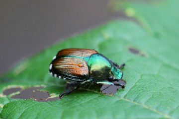 Popillia japonica: informazioni utili per i Comuni interessati dalla diffusione dell'insetto